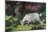 Goat in the Garden, C. 1903-5-Hans Am Ende-Mounted Giclee Print