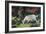 Goat in the Garden, C. 1903-5-Hans Am Ende-Framed Giclee Print