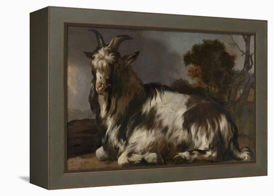 Goat Lying Down-Jan Baptist Weenix-Framed Stretched Canvas