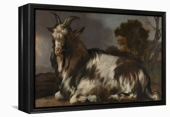 Goat Lying Down-Jan Baptist Weenix-Framed Stretched Canvas