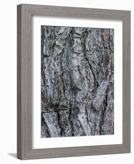 Goat Moth (Cossus Cossus) Camouflaged On Tree Trunk, Killini, Peloponnese, Greece, July-Constantinos Petrinos-Framed Photographic Print