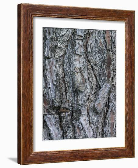 Goat Moth (Cossus Cossus) Camouflaged On Tree Trunk, Killini, Peloponnese, Greece, July-Constantinos Petrinos-Framed Photographic Print