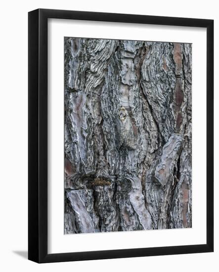 Goat Moth (Cossus Cossus) Camouflaged On Tree Trunk, Killini, Peloponnese, Greece, July-Constantinos Petrinos-Framed Photographic Print