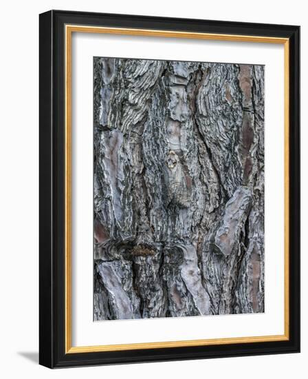 Goat Moth (Cossus Cossus) Camouflaged On Tree Trunk, Killini, Peloponnese, Greece, July-Constantinos Petrinos-Framed Photographic Print