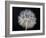 Goat's Beard 1-Jim Christensen-Framed Photographic Print