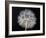 Goat's Beard 1-Jim Christensen-Framed Photographic Print