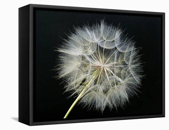 Goat's Beard 2-Jim Christensen-Framed Premier Image Canvas