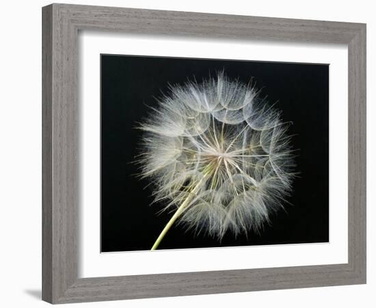 Goat's Beard 2-Jim Christensen-Framed Photographic Print