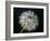 Goat's Beard 2-Jim Christensen-Framed Photographic Print