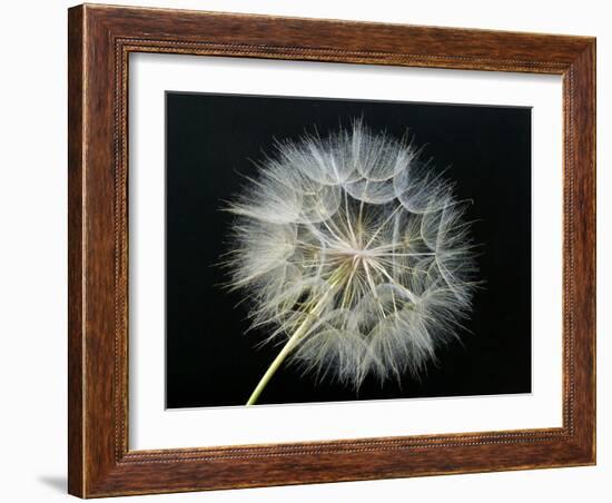 Goat's Beard 2-Jim Christensen-Framed Photographic Print