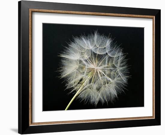 Goat's Beard 2-Jim Christensen-Framed Photographic Print