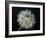 Goat's Beard 2-Jim Christensen-Framed Photographic Print