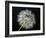 Goat's Beard 2-Jim Christensen-Framed Photographic Print