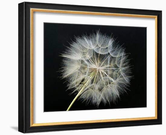 Goat's Beard 2-Jim Christensen-Framed Photographic Print