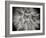 Goat's Beard 3-Jim Christensen-Framed Photographic Print