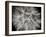 Goat's Beard 3-Jim Christensen-Framed Photographic Print