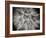 Goat's Beard 3-Jim Christensen-Framed Photographic Print