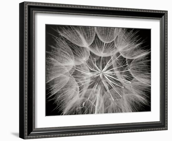 Goat's Beard 3-Jim Christensen-Framed Photographic Print