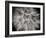 Goat's Beard 3-Jim Christensen-Framed Photographic Print