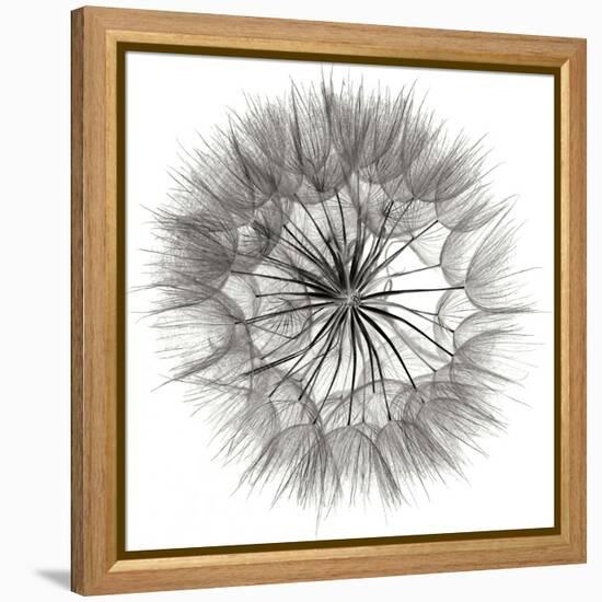 Goat's Beard 4-Jim Christensen-Framed Premier Image Canvas