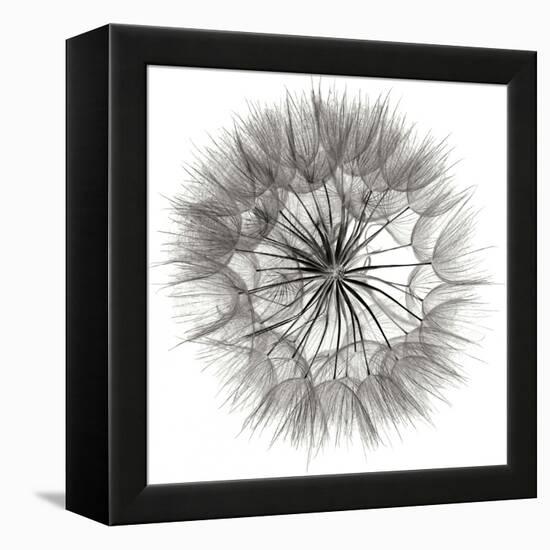 Goat's Beard 4-Jim Christensen-Framed Premier Image Canvas