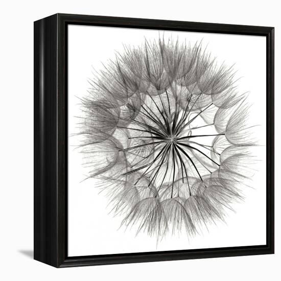 Goat's Beard 4-Jim Christensen-Framed Premier Image Canvas