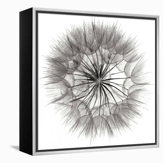 Goat's Beard 4-Jim Christensen-Framed Premier Image Canvas