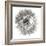 Goat's Beard 4-Jim Christensen-Framed Photographic Print