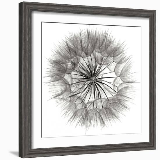 Goat's Beard 4-Jim Christensen-Framed Photographic Print