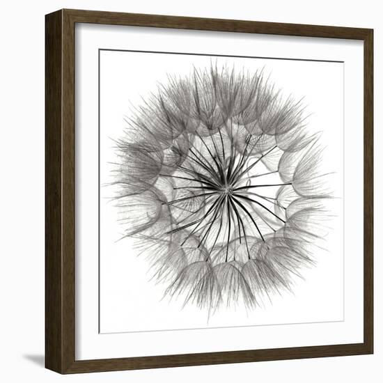 Goat's Beard 4-Jim Christensen-Framed Photographic Print