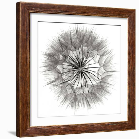 Goat's Beard 4-Jim Christensen-Framed Photographic Print