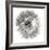 Goat's Beard 4-Jim Christensen-Framed Photographic Print