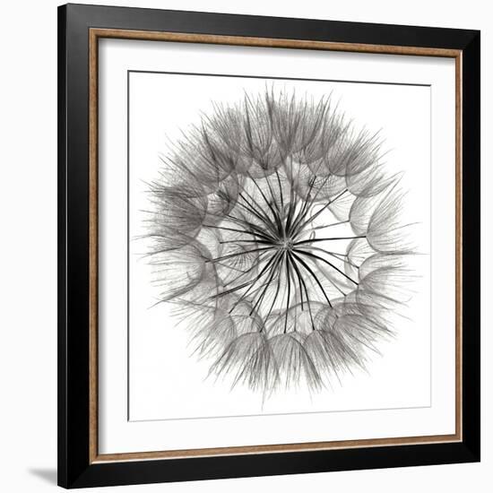 Goat's Beard 4-Jim Christensen-Framed Photographic Print