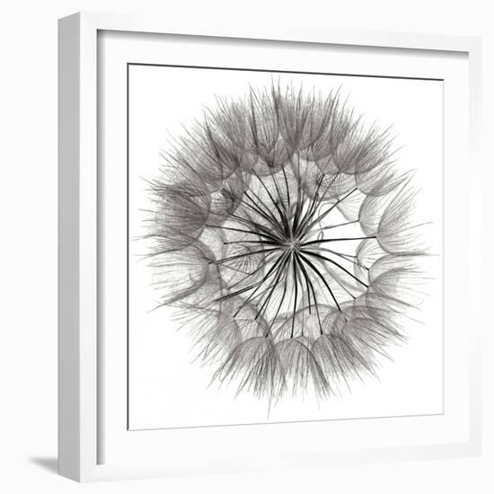 Goat's Beard 4-Jim Christensen-Framed Photographic Print