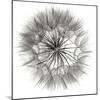 Goat's Beard 4-Jim Christensen-Mounted Photographic Print