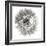 Goat's Beard 4-Jim Christensen-Framed Photographic Print