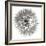 Goat's Beard 4-Jim Christensen-Framed Photographic Print