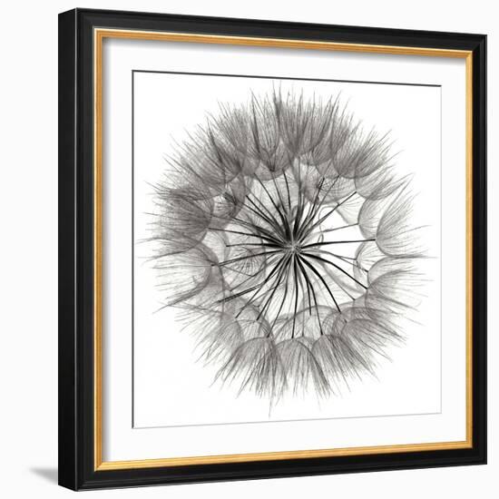 Goat's Beard 4-Jim Christensen-Framed Photographic Print