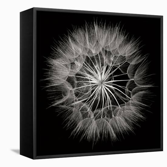 Goat's Beard 5-Jim Christensen-Framed Premier Image Canvas