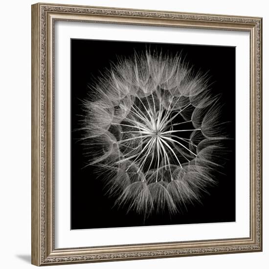 Goat's Beard 5-Jim Christensen-Framed Photographic Print