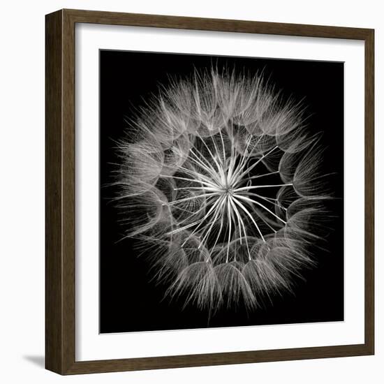 Goat's Beard 5-Jim Christensen-Framed Photographic Print