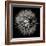 Goat's Beard 5-Jim Christensen-Framed Photographic Print