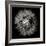 Goat's Beard 5-Jim Christensen-Framed Photographic Print