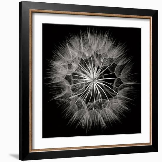 Goat's Beard 5-Jim Christensen-Framed Photographic Print