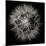 Goat's Beard 5-Jim Christensen-Mounted Photographic Print