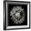 Goat's Beard 5-Jim Christensen-Framed Photographic Print