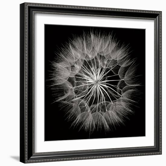 Goat's Beard 5-Jim Christensen-Framed Photographic Print