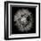 Goat's Beard 5-Jim Christensen-Framed Premium Photographic Print