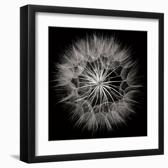 Goat's Beard 5-Jim Christensen-Framed Premium Photographic Print