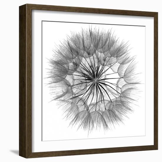 Goat's Beard IV-Jim Christensen-Framed Photo